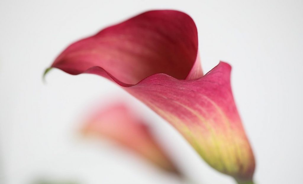 Unfolding flower what is love